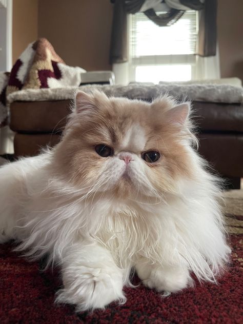 Russian Short Haired Cat, Flat Face Persian Cat, Pretty Cats Fluffy, Cat Dyed Fur, Tabby Persian Cat, Cute Persian Cats, Persian Cat Aesthetic, Persian Cat Kitten, Cornish Rex Kitten