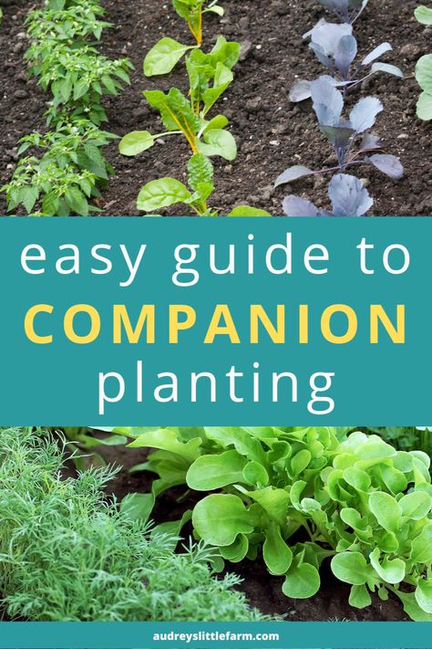 Do you want to grow a more productive vegetable garden? Have you ever heard of companion planting? Companion planting involves pairing crops with plants that can benefit each other, and it is a great way to give your vegetable garden a boost and maximize yields. Read on to learn more in our Easy Guide to Companion Planting Vegetables! Companion Planting Vegetables Layout, Permaculture Guilds, Okra Companion Planting, Squash Companion Plants, Carrot Companion Plants, Onion Companion Planting, Cucumber Companion Plants, Potato Companion Plants, Tomato Companion Plants