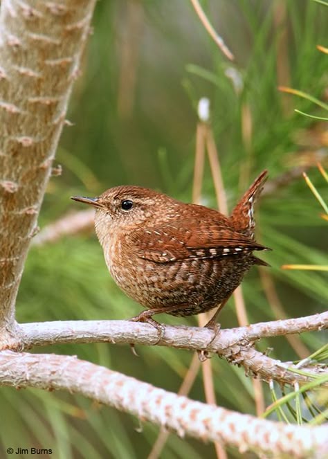 House wren Winter Wren, Jenny Wren, British Birds, Garden Birds, Kinds Of Birds, The Divine Feminine, Singing Voice, Backyard Birds, All Birds