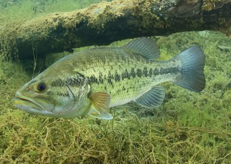 Black Bass Fish, Underwater Habitat, Farm Ponds, Point Tattoo, Fish Taxidermy, Underwater Drawing, Fish Reference, Lake Fish, Large Mouth Bass