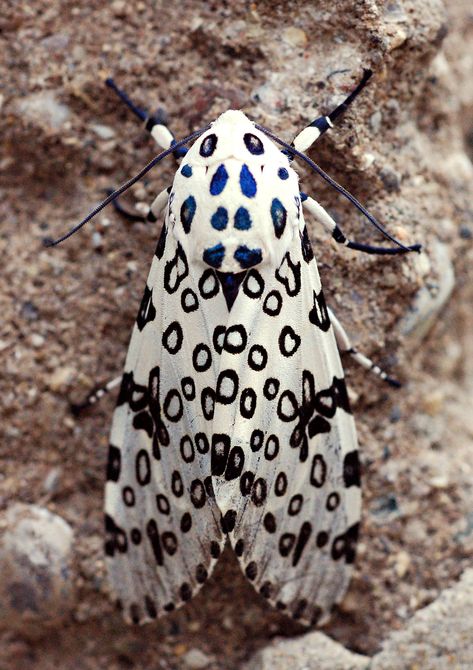 Hercules Moth, Giant Leopard Moth, Types Of Moths, Leopard Moth, Large Moth, Emperor Moth, Moth Species, Sunset Moth, Small Moths