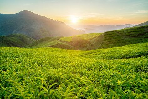 Agriculture Photography, Highlands Coffee, New Nature Wallpaper, Farm Images, Assam Tea, Tea Farm, Cameron Highlands, Hills Resort, Farm Photography