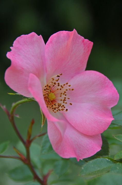 Paper Petals, State Flowers, Flowers Wild, Simple Rose, Colorful Roses, Trendy Flowers, Wild Rose, Rose Flowers, Wild Roses