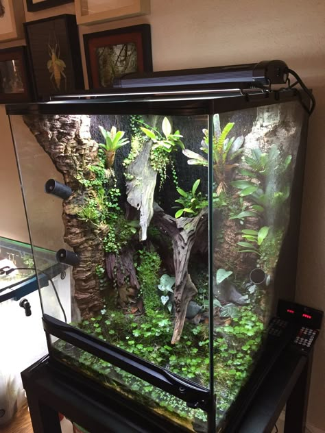 Frog Enclosure, Dart Frog Terrarium, Crested Gecko Habitat, Tree Frog Terrarium, Dumpy Tree Frog, Gecko Enclosure, Frog Vivarium, Dart Frog Vivarium, Gecko Vivarium