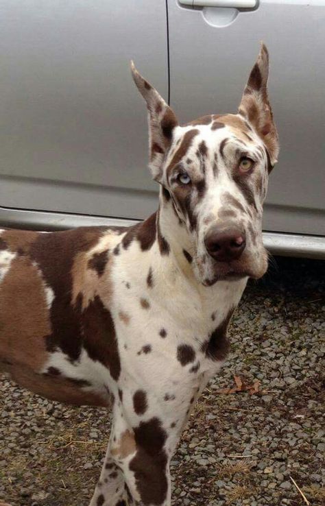 My Future Baby, Camo | Chocolate Harlequin Great Dane Dane Puppies, Dane Dog, Great Dane Dogs, Pretty Dogs, Pretty Animals, Cute Animals Images, Cute Animal Photos, Baby Dogs, Great Dane