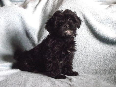 Lhasa Poo (Lhasa Apso-Poodle Mix) Info, Temperament, Puppies, Pictures Yorkiepoo Black, Maltipoo Full Grown Black, Black Small Dog, Lhasa Poo, Black Poodles Miniature, Lhasa Apso Puppies, Lhasa Apso Black, Miniature Poodle Black, Cute Small Dogs