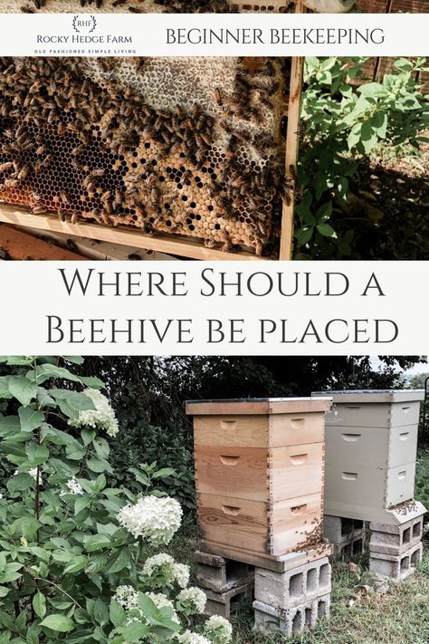 Honey Bee Farming, Honey Bees Keeping, Bee Hive Plans, Keeping Bees, Backyard Bee, Raising Bees, Beekeeping For Beginners, Backyard Beekeeping, Honey Bee Hives