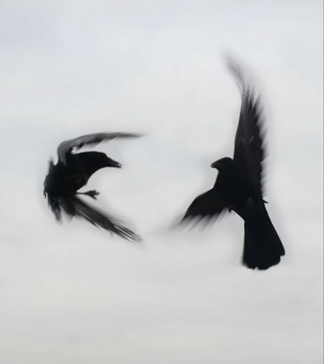 Cute Crow Art, Black Birds Flying, White Black Aesthetic, Crow Photo, Flying Aesthetic, Crow Aesthetic, Birds Aesthetic, Crows Aesthetic, Bird Aesthetic