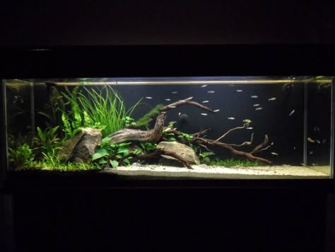 Biotope Aquarium, Aquascape Ideas, Fish Tank Themes, Taman Air, Diy Fish Tank, Fish Tank Design, Aquascape Design, Tropical Fish Tanks, Fresh Water Fish Tank