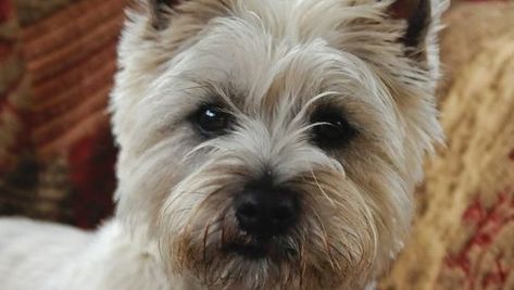 12 Best Cairn Terrier Haircuts for Dog Lovers – Page 2 – The Paws Terrier Grooming Styles, Heimlich Maneuver For Dogs, Cairn Terrier Puppies, Cairn Terrier Mix, 2 Rabbits, Dog Name Ideas, Heimlich Maneuver, Manners Maketh Man, Ranch Kitchen