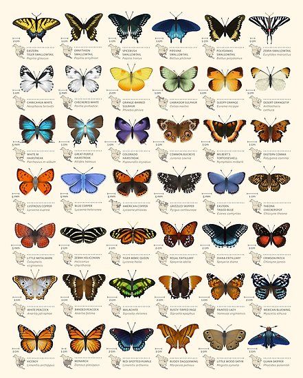 This chart is a set of decorative species illustrations of 42 North American butterflies. :) • Millions of unique designs by independent artists. Find your thing. America Poster, 16 Tattoo, Types Of Butterflies, Art Papillon, Butterfly Species, Butterfly Poster, Butterfly Drawing, Bugs And Insects, Butterfly Garden