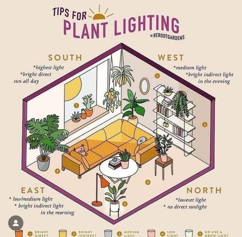 Indoor Plants Light Guide, Plant Sunlight Chart, Indoor Plant Light Guide, Light Levels For Plants, Indoor Plants Lighting, Bright Light Plants Indoor, Growing Lights For Plants, Plants That Need Little Light, Plants That Dont Need Sunlight Indoor