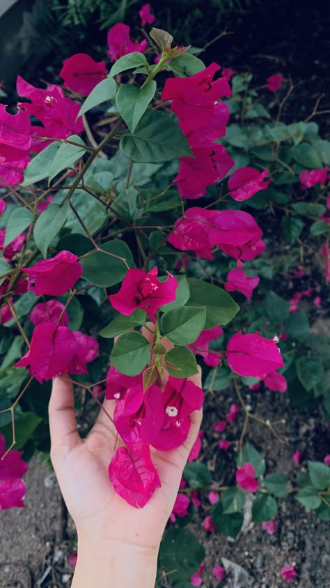 Moonlight Photography, Red Roses Wallpaper, Snap Streak Ideas, Nature Photography Flowers, Snap Streak Ideas Easy, Vintage Flowers Wallpaper, Sky Photography Nature, Instagram Creative Ideas, Flowers Photography Wallpaper