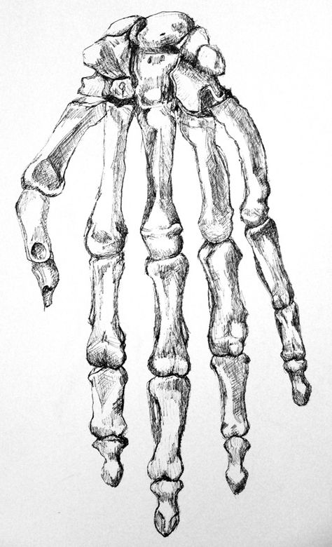 Pen drawing of the bones of a hand. Drawing by Emily Gerbig Hand Skeleton Sketch, Bones Sketch, Bone Painting, Bones Drawing, Skeleton Hands Drawing, Skeleton Sketch, A Hand Drawing, Hand Bones, Bone Drawing