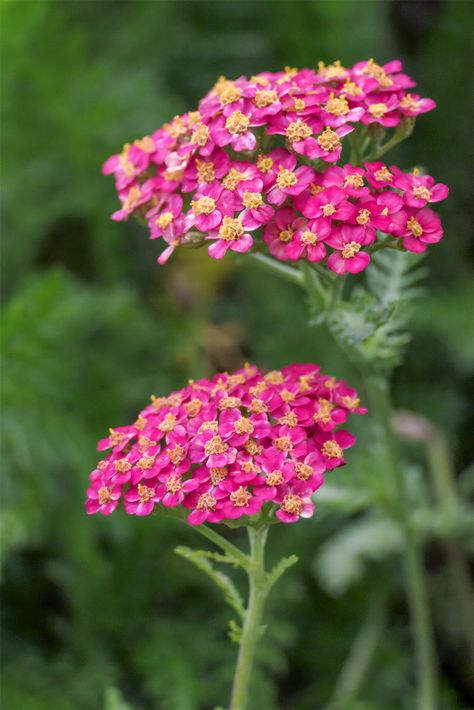 Perennial Border Plants, Lawn Borders, Yarrow Flower, Achillea Millefolium, Perennial Border, Border Plants, Tall Flowers, Easy Care Plants, Replant