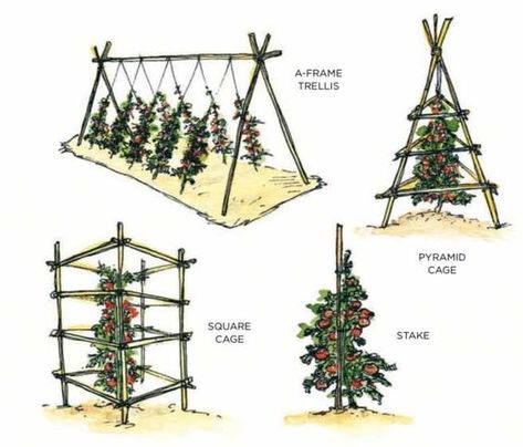 Tomato Trellis Ideas, Tomato Plant Trellis, Tomatoes Plants Problems, Plantarea Legumelor, Grape Trellis, Tomato Trellis, Cucumber Trellis, Trellis Ideas, Growing Tomatoes In Containers