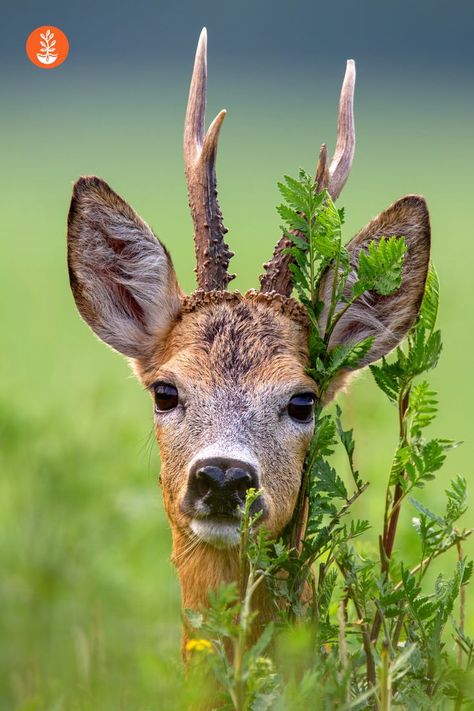 Deer Photography, Deer Photos, Deer Painting, Deer Buck, Roe Deer, British Wildlife, Animal Reference, Animal References, Deer Head