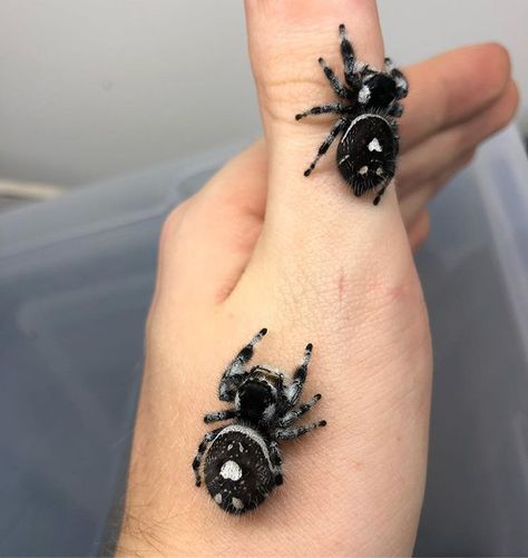 Phidippus regius „Black“ Females 🖤 Cute Spiders, Cute Bugs, Jumping Spiders, Pet Spider, Cool Bugs, Spider Tattoo, Jumping Spider, Beautiful Bugs, Cool Animals