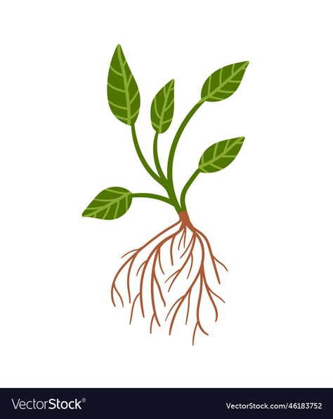 Roots Illustration, Roots Drawing, Vector Texture, Brown Leaves, Leaf Drawing, Planting Roses, Plant Drawing, Plant Roots, Vector Hand