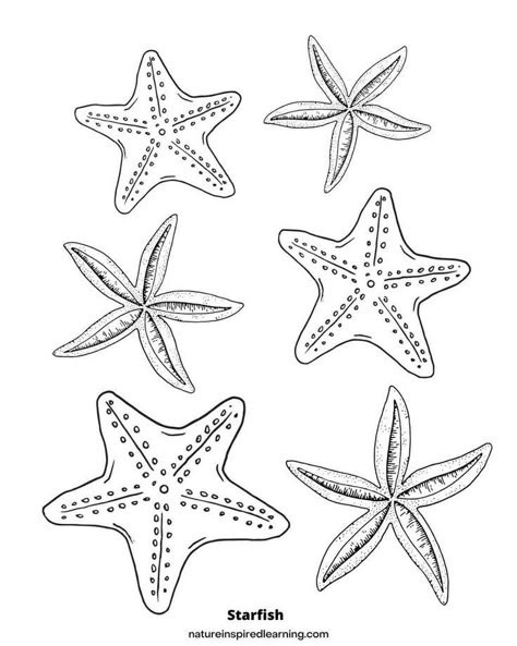 Free printable starfish coloring sheets for adults and kids! PDF downloadable coloring sheets with starfish designs. Perfect for summer! Coloring Sheets For Kindergarten, Starfish Template, Starfish Clipart, Ocean Drawings, Starfish Drawing, Kindergarten Coloring Sheets, Starfish Colors, Coloring Pages For Preschool, Nature Printables