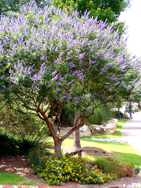 Vitex Tree, Colorful Landscaping, Texas Landscaping, Agnus Castus, Chaste Tree, Cheap Landscaping Ideas, Texas Landscape, Landscaping Trees, Australian Garden