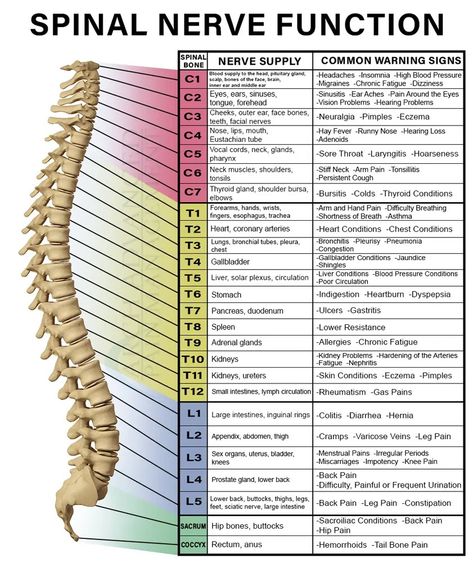 Spinal Nerve Function - Spinal Nerve Chart Spinal Nerve Function Chart, Natural Remedies For Nerve Damage, Spinal Nerve Function, Network Spinal Analysis, Spinal Nerves Anatomy, Nerve Anatomy, Cervical Disc, Spine Problems, Body Wisdom