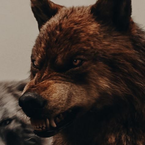 Pfp Vampire, Twilight Wolves, Twilight Wolf Pack, Jacob Black Twilight, Vampire Werewolf, Twilight Jacob, Twilight Wolf, Twilight Saga Breaking Dawn, Werewolf Aesthetic