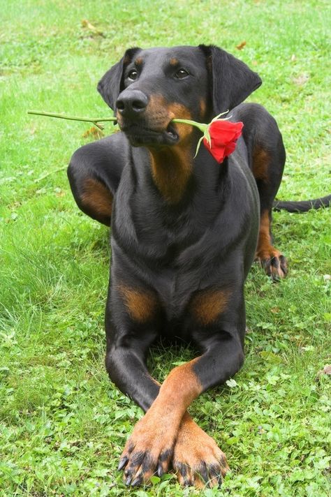 25 Dogs Who Cross Their Paws Perro Doberman Pinscher, Doberman Pinscher Puppy, Doberman Love, Doberman Pinscher Dog, Doberman Puppy, Doberman Dogs, Bad Dog, Dog Obedience, Dog Training Obedience