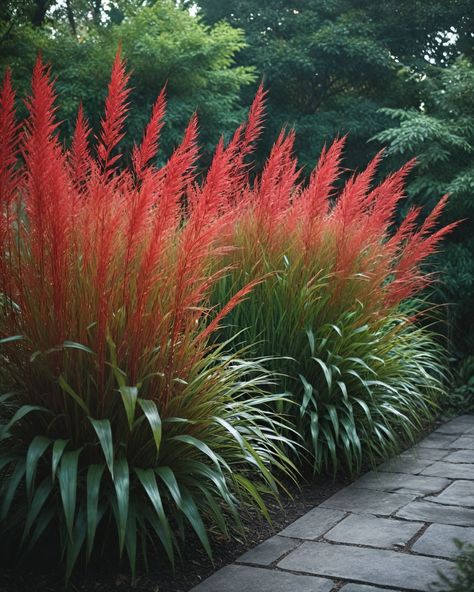 10 Best Tall Ornamental Grasses Flame Grass Landscaping, Tall Grasses For Privacy, Tall Grass Landscaping, Landscaping With Ornamental Grasses, Decorative Grasses, Ornamental Grass Landscape, Tall Ornamental Grasses, Red Grass, Privacy Plants