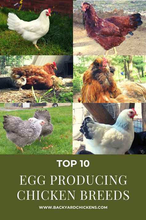 Best Chickens For Eggs, Facts About Chickens, Largest Chicken Breed, Chicken Breeds For Eggs, Prepper Tips, Best Chicken Breeds, Best Laying Chickens, Chickens Backyard Breeds, Laying Chickens Breeds