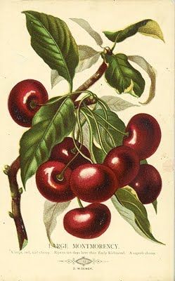 18 Illustration Botanique Vintage, Cherries Jubilee, Fruits Images, Illustration Botanique, Botanical Illustration Vintage, Fruit Illustration, Fruit Painting, Vintage Botanical Prints, Botanical Painting