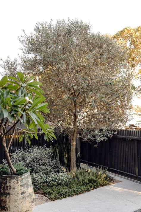 We love incorporating olive trees in our landscape designs. They are drought tolerant and low maintenance which make them easy to care for and maintain.  Do you love olive trees? Olive Tree Landscape Front Yards, Landscaping With Olive Trees, Olive Tree Landscaping, Olive Tree Front Yard, Front House Landscaping Low Maintenance, Olive Tree Landscape, Olive Tree Garden, Olive Trees Landscape, Olive Trees Garden