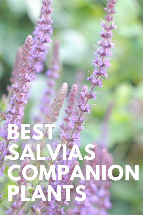 What to Plant with salvias : Best Salvias Companion Plants , flowers for shade Discover how to make the most of perennial salvias with these winning plant combinations, with expert advice Fall Planting Perennials, Salvia Garden, Flowers For Shade, Blue Salvia, Best Companion Plants, Salvia Plants, Companion Plants, Front Yard Garden Design, Shade Flowers