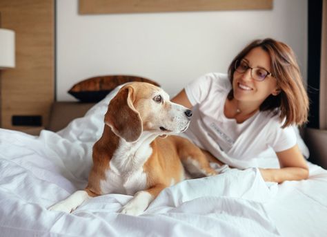 Dog-friendly hotel chains, from Quality Inn to Four Seasons, are accommodating Vashon Island Wa, Vashon Island, Dog Friendly Hotels, Best Travel Credit Cards, Tracking App, Hotel Chain, Pet Friendly Hotels, Dog Travel, Dog Barking