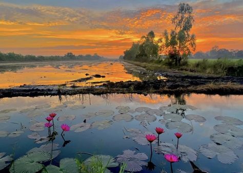 Rice fields, Pathumthani, Thailand. Photo: Parichart Tangkanopas. Rice Fields, Thailand, Rice