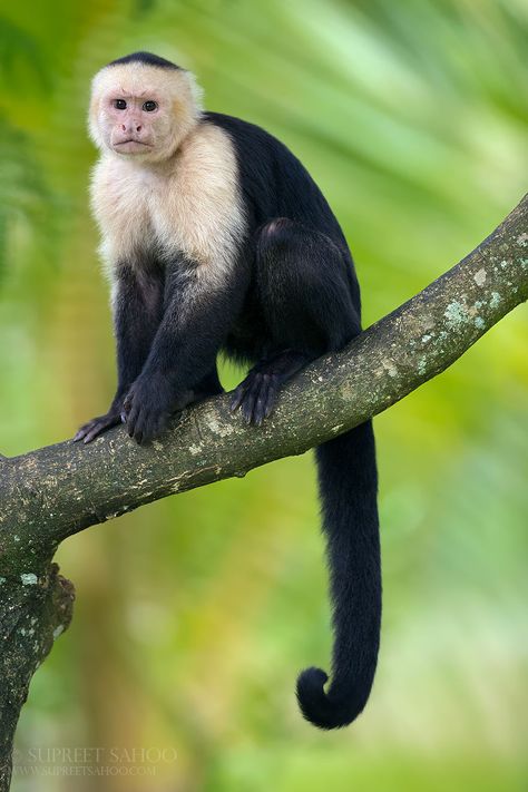 Capuchin Monkey Small Monkey, Capuchin Monkey, Panama Travel, Monkey Pictures, Mandrill, Tropical Animals, Adventure Vacation, Pet Monkey