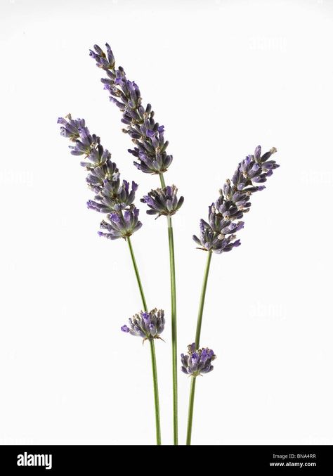 Lavender Botanical Drawing, Lavender Plant Line Art, Lavender Photography, Lavender Close Up, Lavender Phenomenal, Lavender Scientific Illustration, Lavender Sprigs, Lavender Art, Lavender