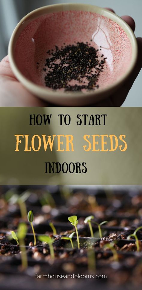 two pictures, one of tiny flower seeds in a pink bowl, and the other of tiny seedlings growing in cell trays Starting Flowers From Seeds, Starting Seeds Inside, Planting Flowers From Seeds, Seed Starting Indoors, Growing Plants From Seeds, Start Seeds Indoors, Flower Seedlings, Grow Wildflowers, Seed Starting Mix