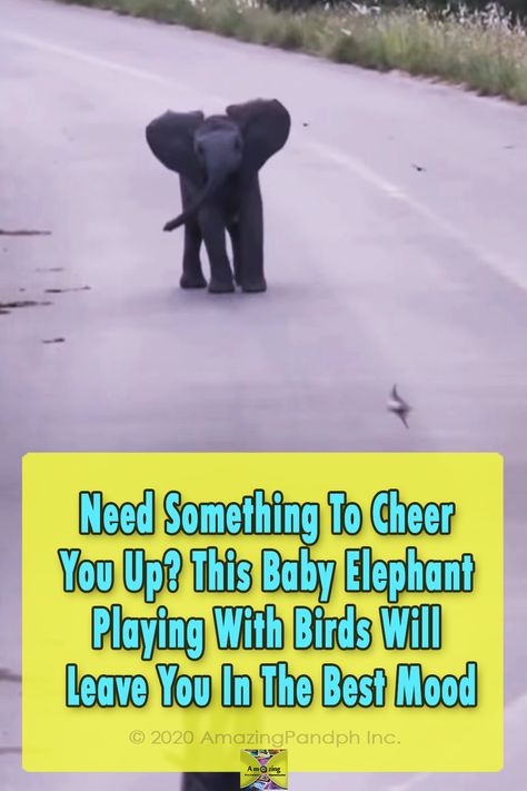 Everyone grabbed their cameras and started recording one of the most adorable videos ever! #Baby #Elephant #Birds #animals #beautiful #sweet Definition Of Happiness, Baby Elephants Playing, Elephants Playing, Elephant Memes Funny, Cheer You Up, Baby Play, Good Mood, Baby Elephant, Make You Smile