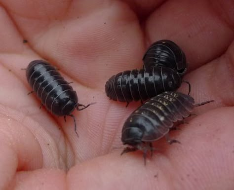 Rolley Polley, Pill Bugs, Rolly Polly, Women Overalls, Pill Bug, Jean Baggy, Baby Bug, Cute Overalls, Bug Collection