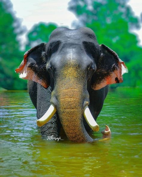 Kerala Elephant, Elephant World, Elephant Photography, Elephant Wallpaper, Wild Animals Photography, Elephant Images, Hot Air Balloon Ride, Elephants Photos, Elephant Pictures