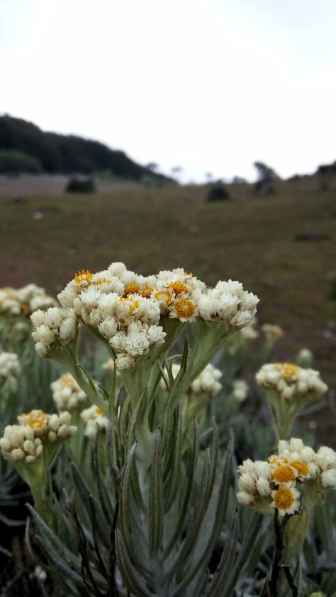 Wallpaper Whatsapp, Edelweiss Flower, Types Of Flowers, Flowers Bouquet, Flowers, Green, Photography, Instagram, Art