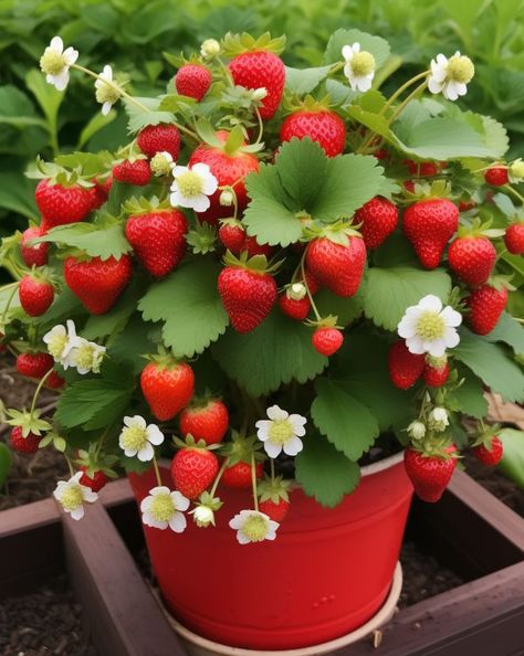 Forget buying strawberries. Grow them at home with this easy step-by-step guide Strawberry Plant Care, Types Of Strawberries, Strawberry Bush, Cilantro Plant, Strawberry Varieties, Strawberry Plant, Organic Pest Control, Garden Basket, Strawberry Garden