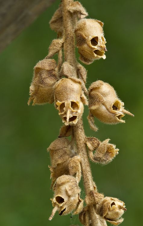 Snapdragon Seed Pods, Weird Flowers, Snapdragon Flowers, Goth Garden, Strange Flowers, Weird Plants, Gothic Garden, Unusual Plants, Unusual Flowers