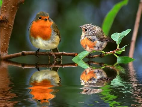 awesome photo of European Robins - mama and baby :) Robin Redbreast, Red Robin, Robin Bird, All Birds, Bird Pictures, Pretty Birds, Colorful Birds, Cute Birds, Little Birds