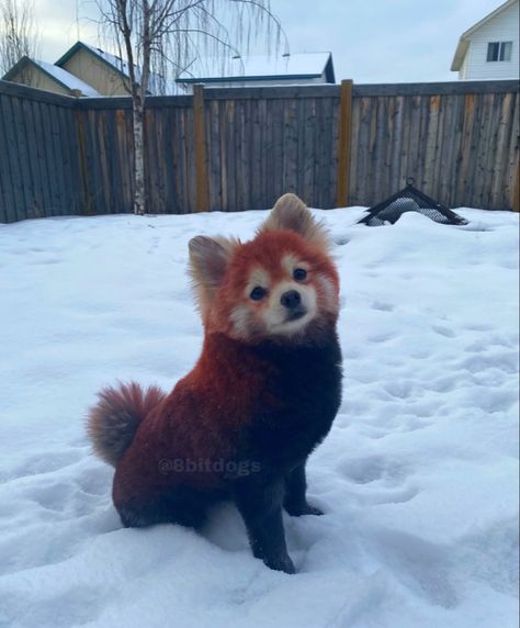 Pomeranian dyed like a red panda for creative grooming. By a dog groomer. Using pet safe vegan dyes. Dyed Pomeranian, Dogs With Dyed Fur, Dog Hair Dye Creative Grooming, Black Pomeranian Haircut, Dog Dye Ideas Creative Grooming, Dog Dye Ideas, Red Pomeranian, Poodle Puppy Cut, Dyed Dogs