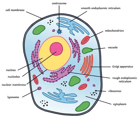 Animal Cell Drawing With Label, Cell Structure Drawing, Parts Of Animal Cell, Organelles Drawing, Structure Of Cell, Animal Cell Diagram, Animal Cell Parts, Animal Cell Anatomy, Animal Cell Drawing