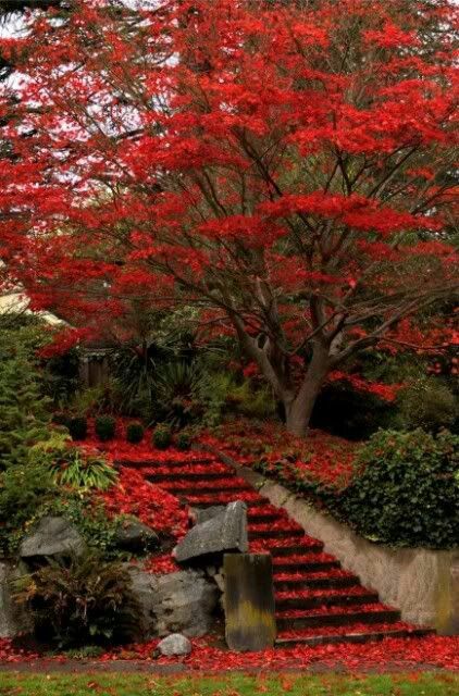 My World (@myworld2121) | Twitter Autumn Tree, Autumn Scenes, Red Tree, Red Leaves, Autumn Scenery, Autumn Beauty, Fall Pictures, Lombok, Beautiful Tree