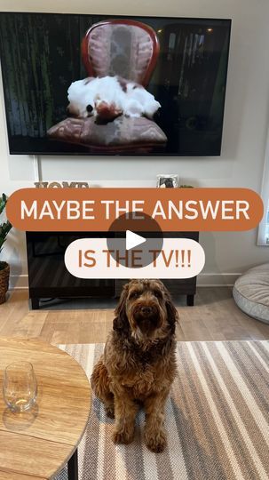 145K views · 6.2K reactions | The answer may be the TV...⤵️

😱Seriously though! Several people have mentioned this YouTube channel for dogs.

If you type “dog heartbeat” on YouTube, choose a video, and let your dog listen to it, it can help sooth them, mostly if they have trouble being left alone, or don’t sleep well at night, OR if you are trying to crate train them.

Here are the fact behind it:

👏Mimics Mother’s Heartbeat: This familiar sound comforts puppies, promoting relaxation and sleep.

👏Reduces Anxiety: The steady rhythm calms dogs, especially those with anxiety, creating a soothing atmosphere.

👏Physiological Effects: Research suggests it can slow heart rate and breathing, aiding relaxation and sleep

🫶Share with a dog owner!

#dogowners #dogowner #dogownerproblems #puppyow Yorkie Cut, Friends Sleeping, Yorkie Cuts, Mom Community, Slow Heart Rate, Crate Train, Pet Things, Pet Decor, Dog Remedies