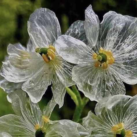 SLOW ROADS on Instagram: "Mountain leaves, ✨ Sankayou (flower turns transparent when wet) Japan, Courtesy of @midori_mountains #slowroads" Diphylleia Grayi, Skeleton Flowers, Wet Flowers, Skeleton Flower, Theme Nature, Transparent Flowers, Flower Meanings, Moon Garden, Nothing But Flowers